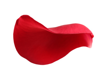 Fresh red rose petal isolated on white