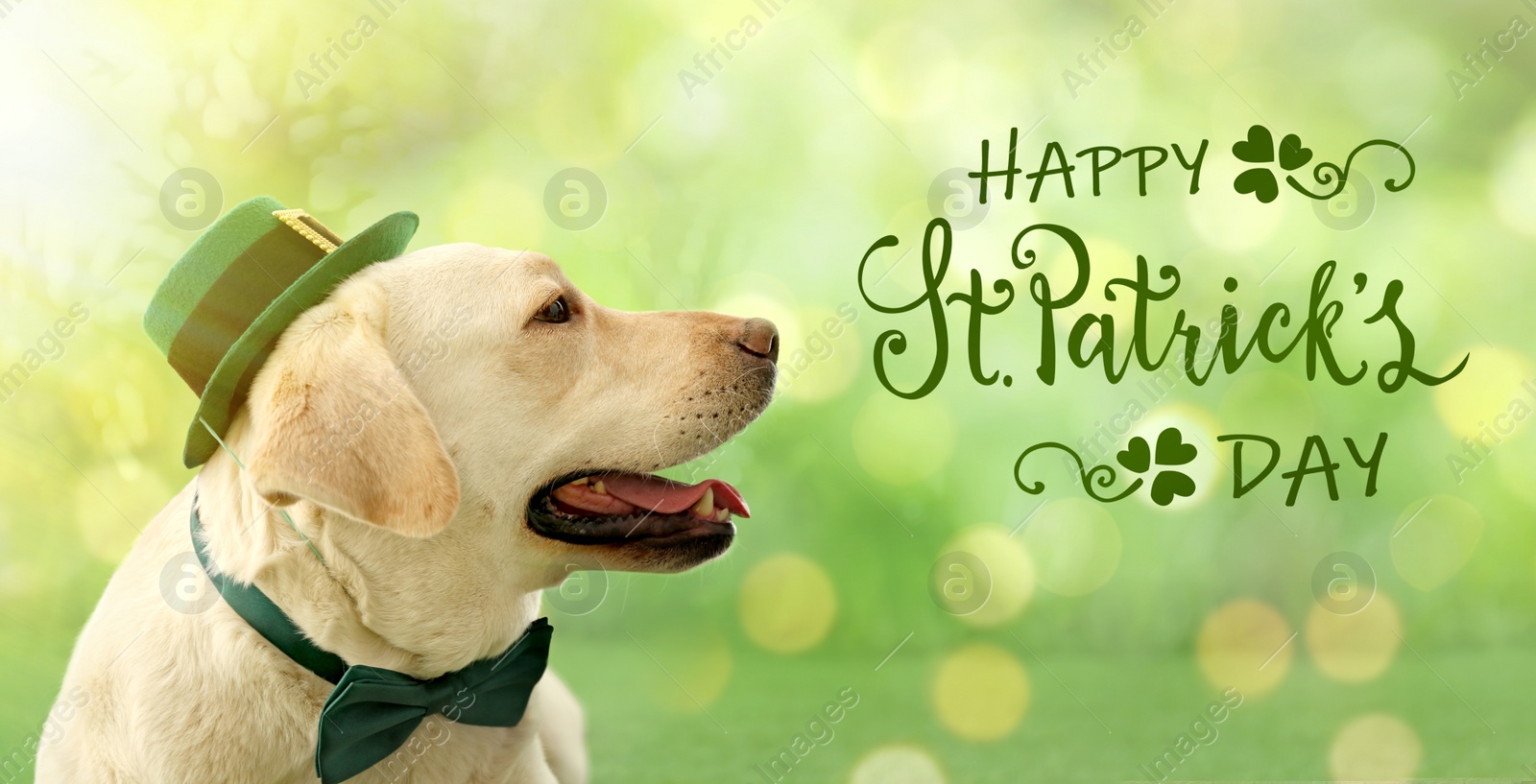 Image of Labrador retriever with leprechaun hat and bow tie on green background, closeup. St. Patrick's day