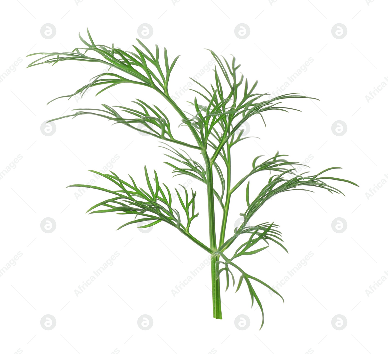 Photo of Sprig of fresh dill isolated on white