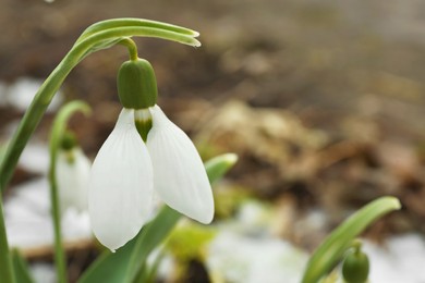 Photo of Beautiful blooming snowdrop growing outdoors, closeup. Space for text