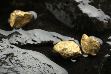 Photo of Shiny gold nuggets on wet stones, closeup. Space for text