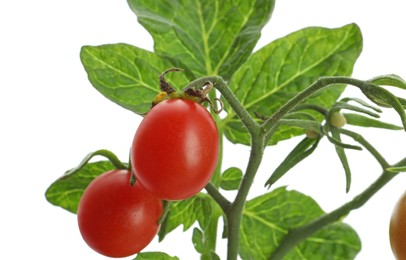 Stem with ripe cherry tomatoes and leaves isolated on white