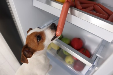 Cute Jack Russell Terrier stealing sausages from refrigerator, above view