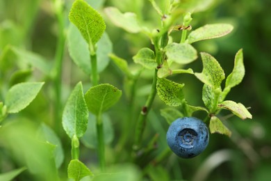 Ripe bilberry growing in forest, closeup. Space for text