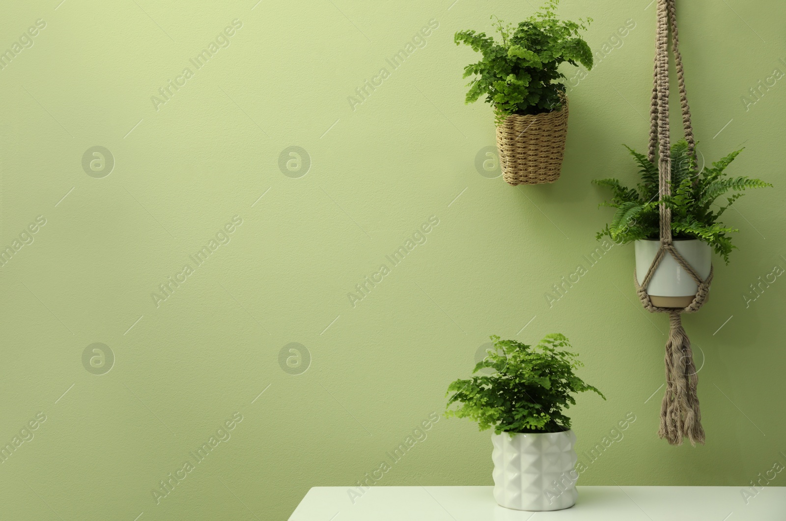 Photo of Beautiful fresh potted ferns near green wall. Space for text