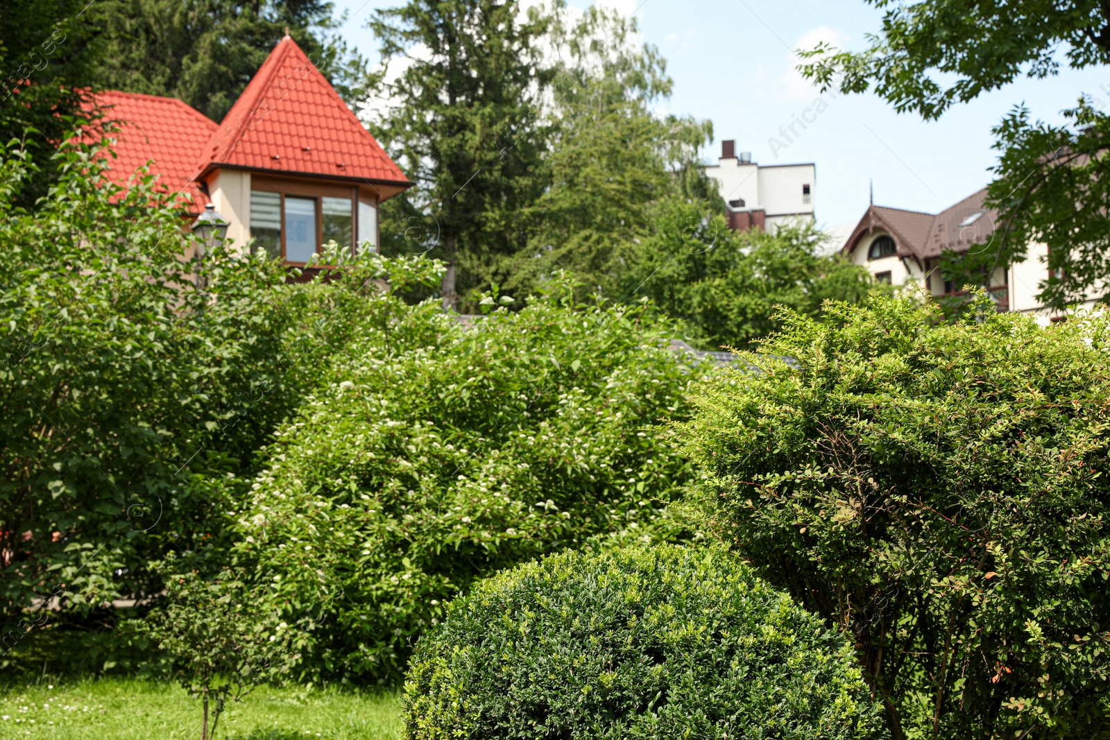 Photo of Beautiful green plants growing in garden. Landscape design