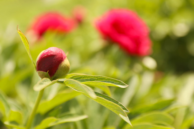 Photo of Beautiful red peony bud outdoors on spring day, closeup