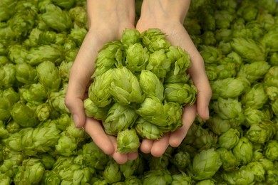 Woman holding pile of fresh ripe hops, top view
