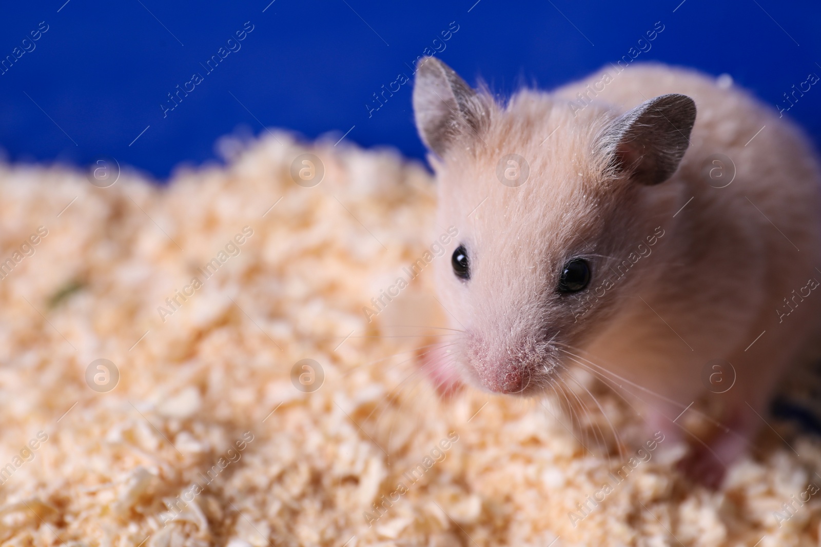 Photo of Cute little fluffy hamster in cage. Space for text