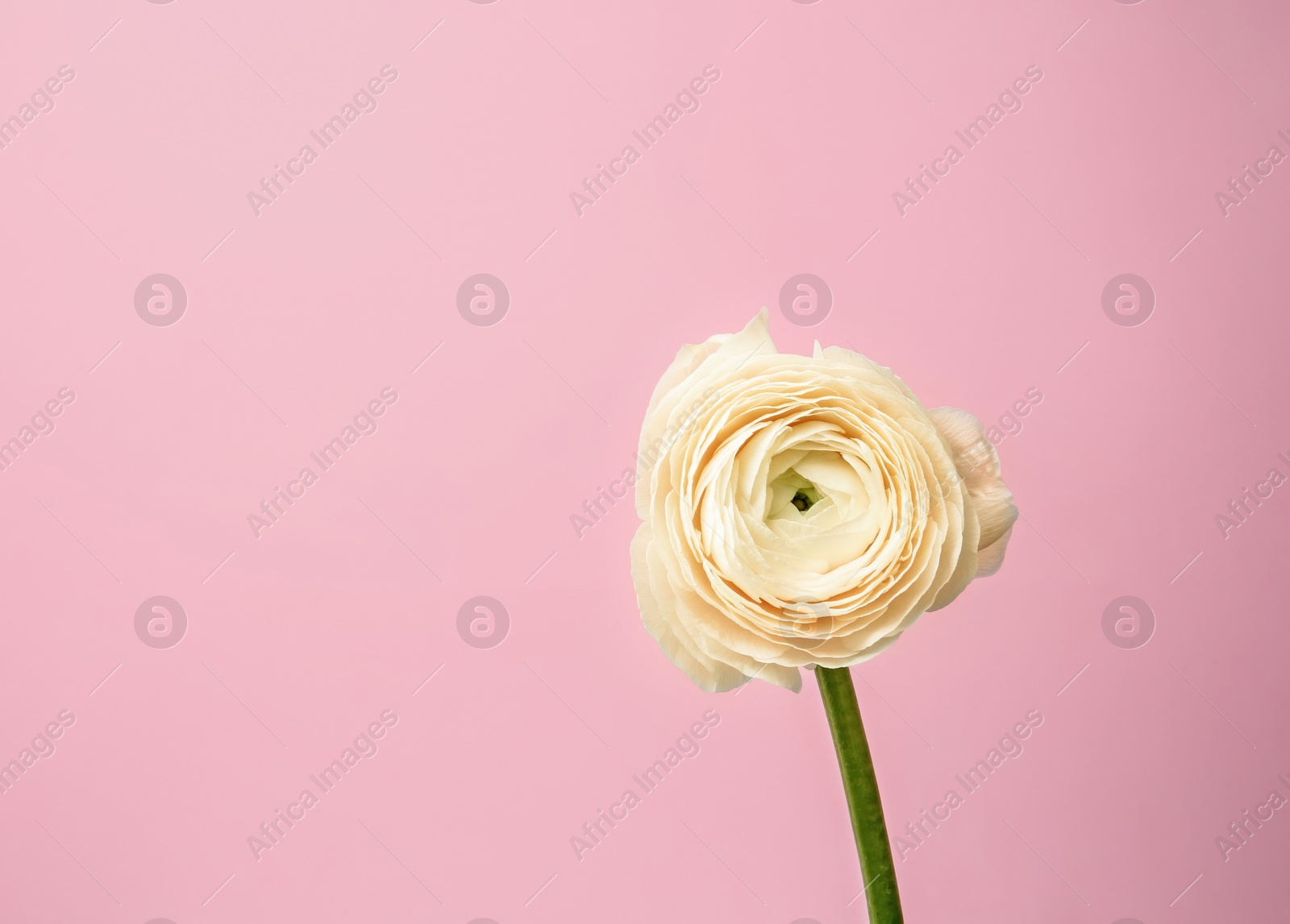 Photo of Beautiful ranunculus flower on color background