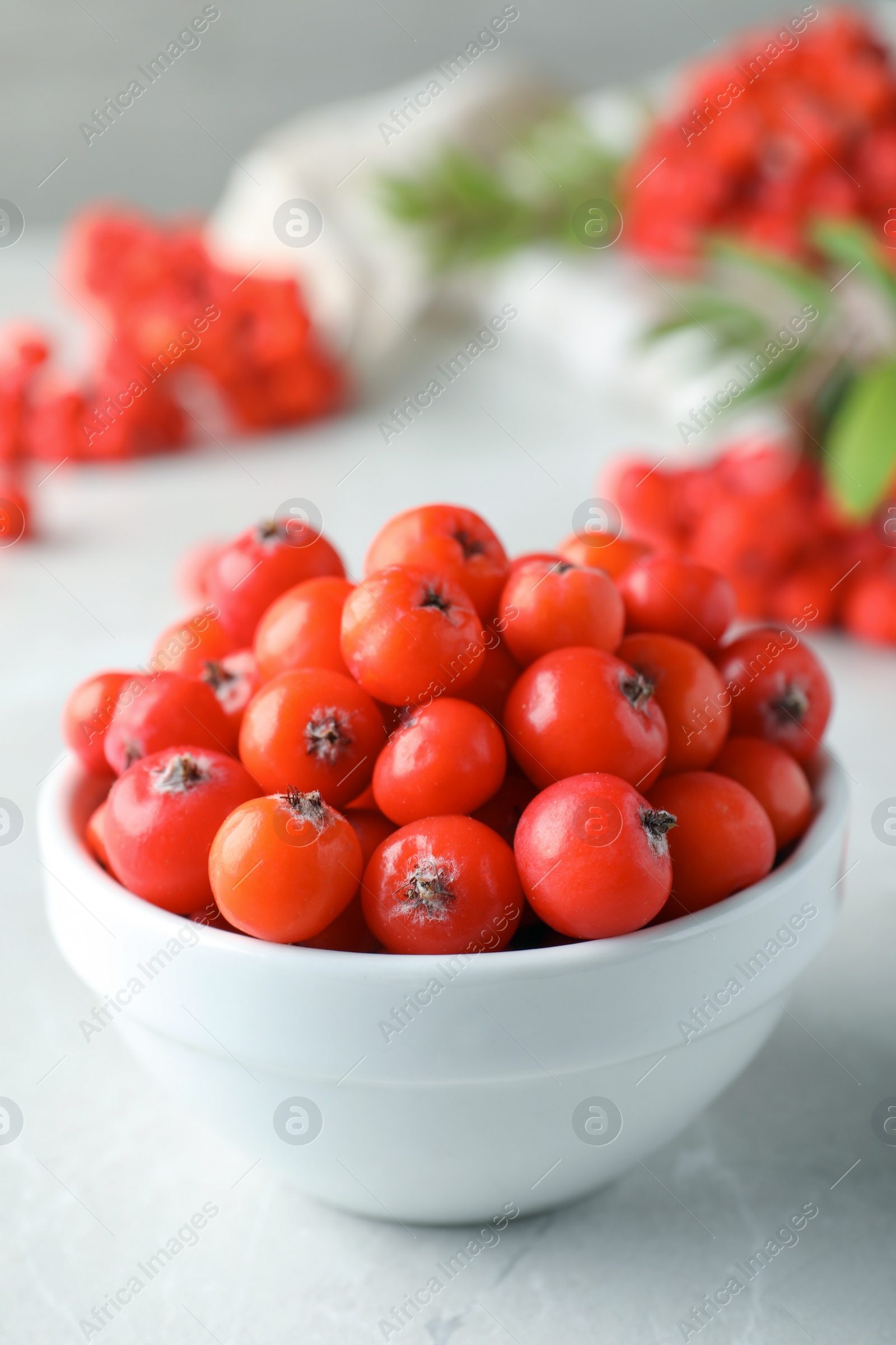 Photo of Fresh ripe rowan berries in bowl on light table, closeup. Space for text