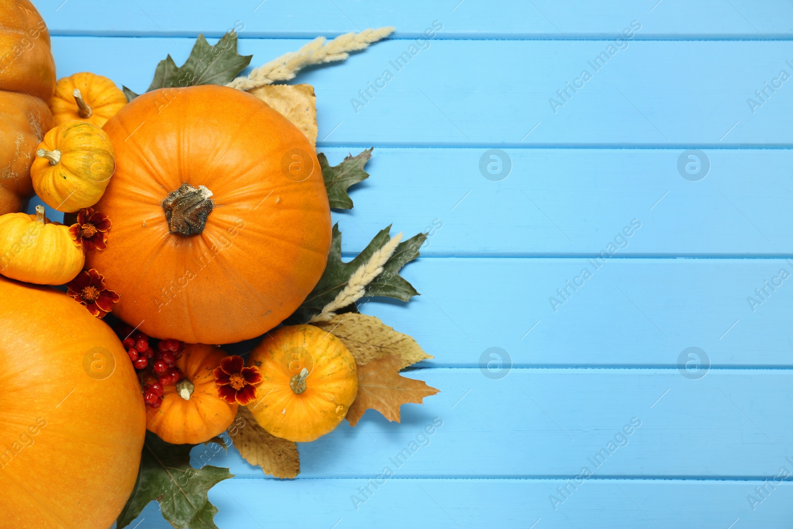 Photo of Thanksgiving day. Flat lay composition with pumpkins on light blue wooden table, space for text
