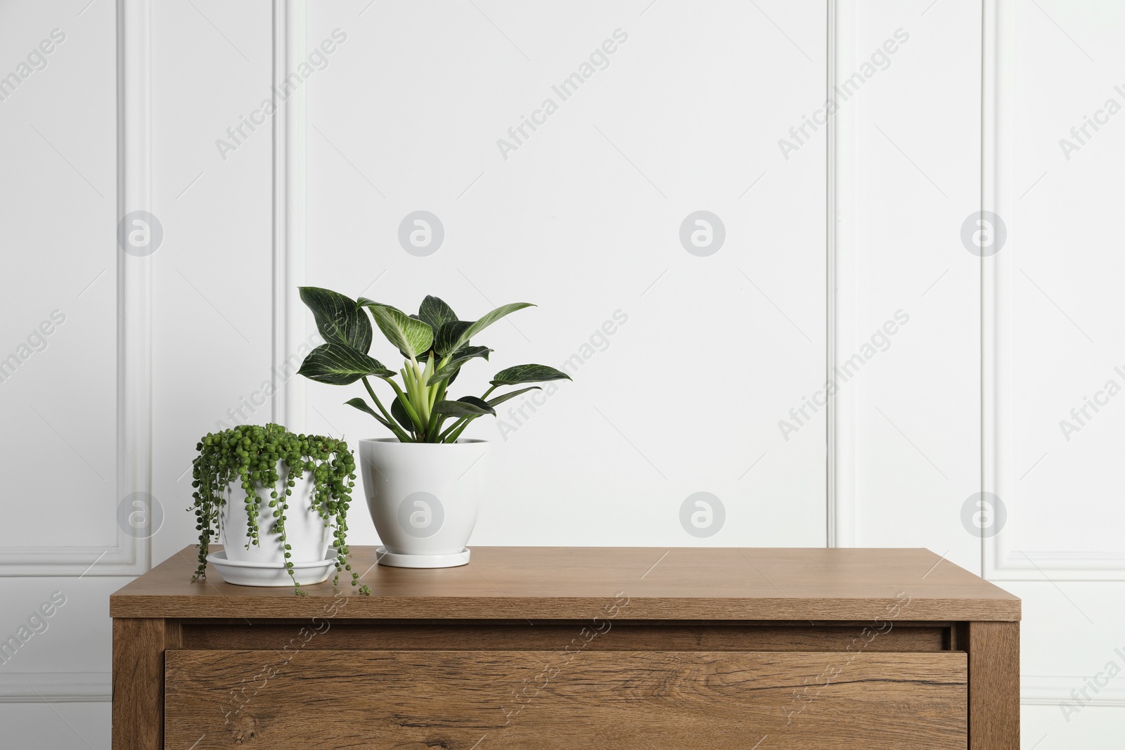 Photo of Beautiful green potted houseplants on wooden table indoors, space for text