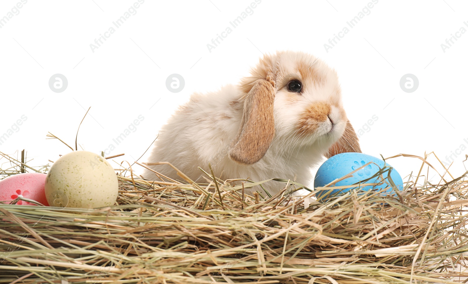 Photo of Cute bunny on hay with Easter eggs against white background