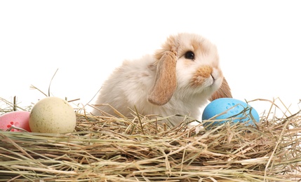 Photo of Cute bunny on hay with Easter eggs against white background