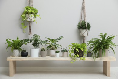 Photo of Many different houseplants in room. Interior element