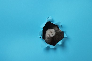 Photo of Cute cat looking through hole in light blue paper
