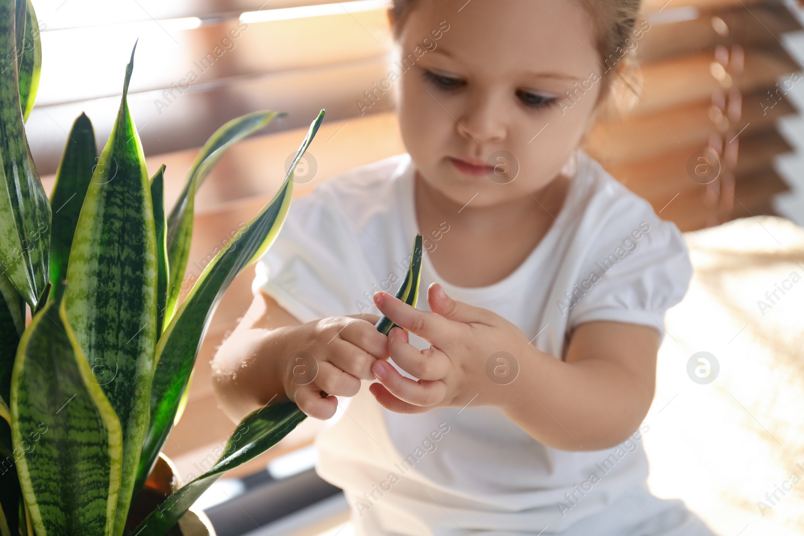 Photo of Little girl playing with houseplant at home, closeup