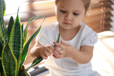 Photo of Little girl playing with houseplant at home, closeup