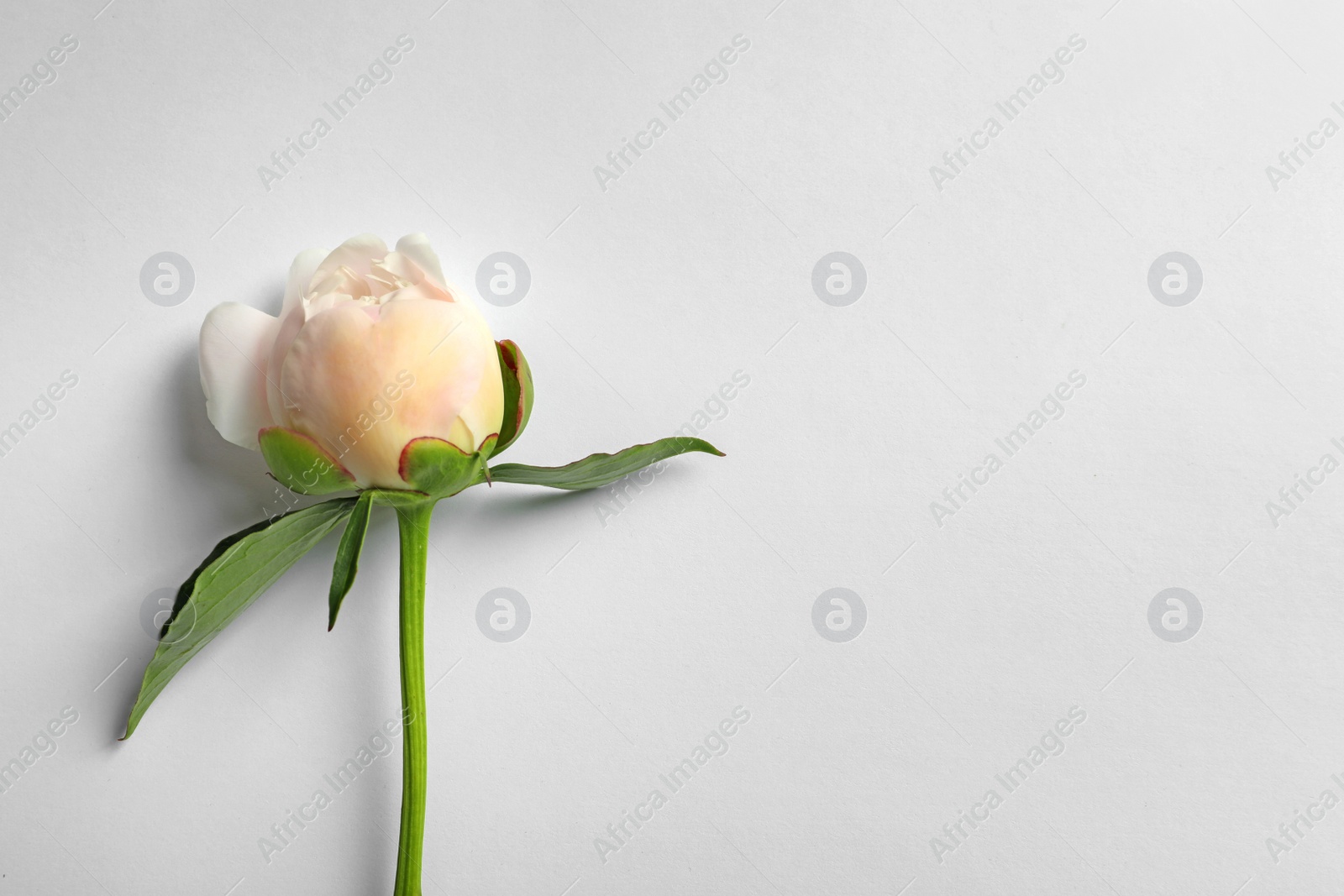 Photo of Beautiful blooming peony flower on white background, top view