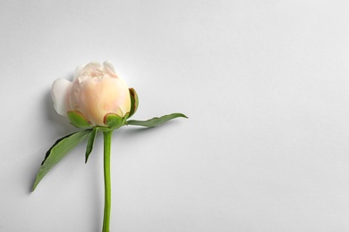 Beautiful blooming peony flower on white background, top view