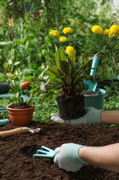 Photo of Woman transplanting plant into soil in garden, closeup