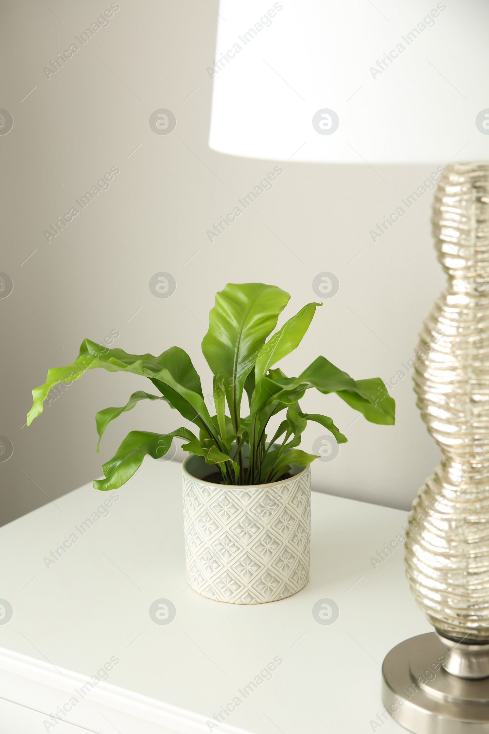 Photo of Beautiful fern and lamp on white table near grey wall