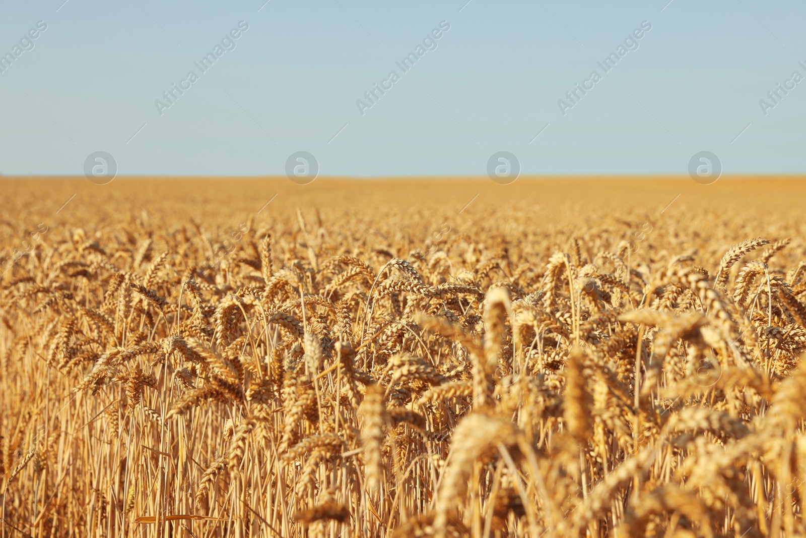 Photo of Beautiful view of agricultural field with ripening wheat crop under blue sky