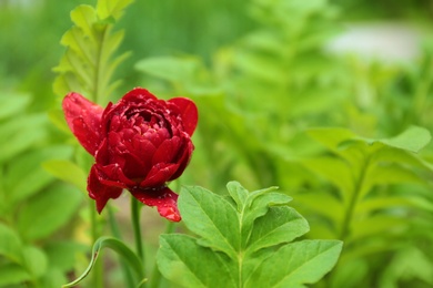 Photo of Beautiful peony flower with rain drops in garden, closeup view