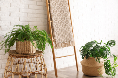 Beautiful green potted plants in stylish room interior