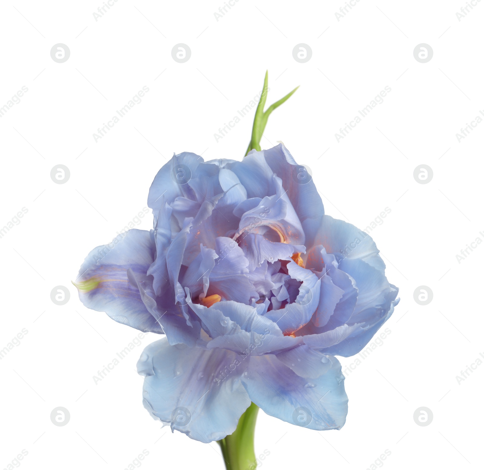 Image of Beautiful blue tulip isolated on white. Bright flower