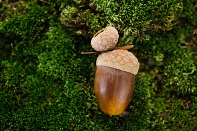 Photo of Acorn on green moss outdoors, closeup. Space for text