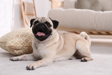 Cute funny fawn pug on floor at home