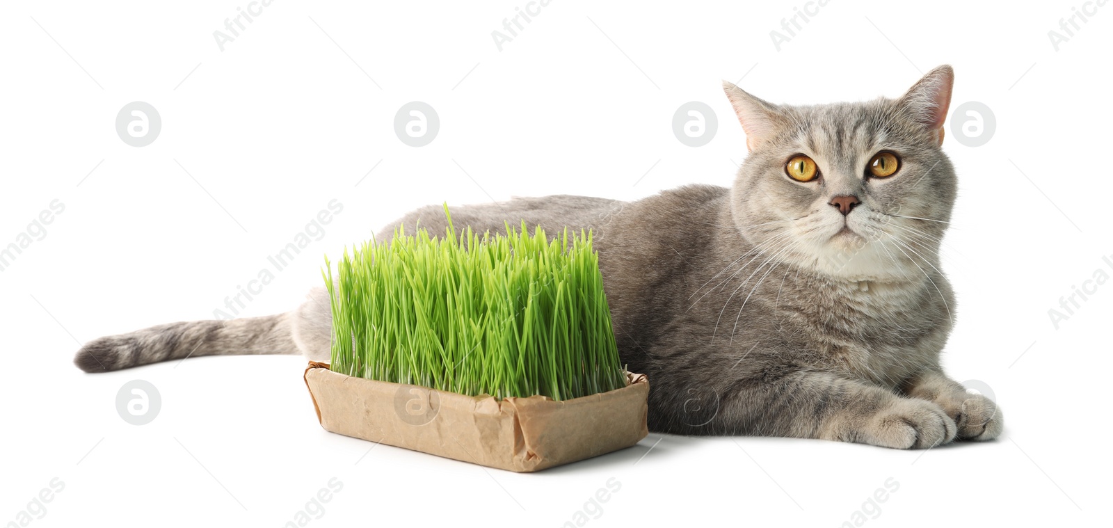 Photo of Cute cat and fresh green grass isolated on white