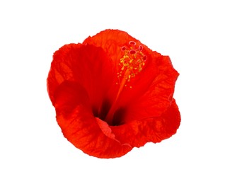 Photo of Beautiful red hibiscus flower isolated on white