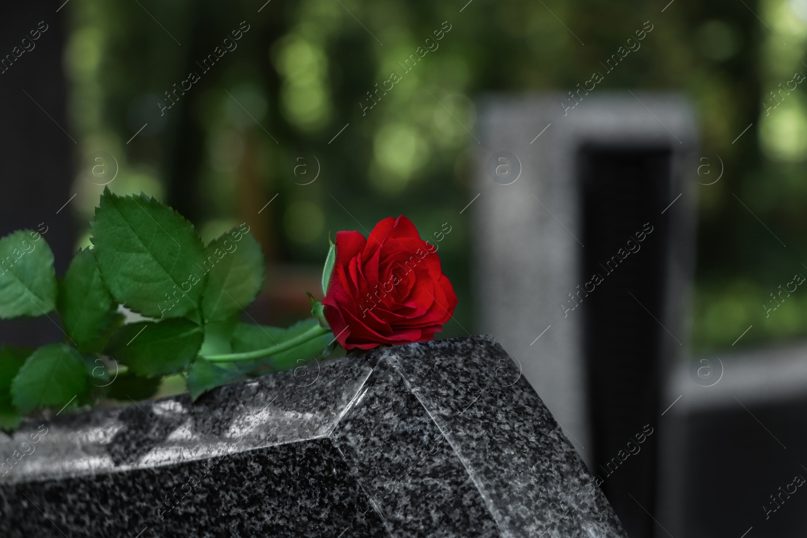 Photo of Red rose on grey granite tombstone outdoors. Space for text