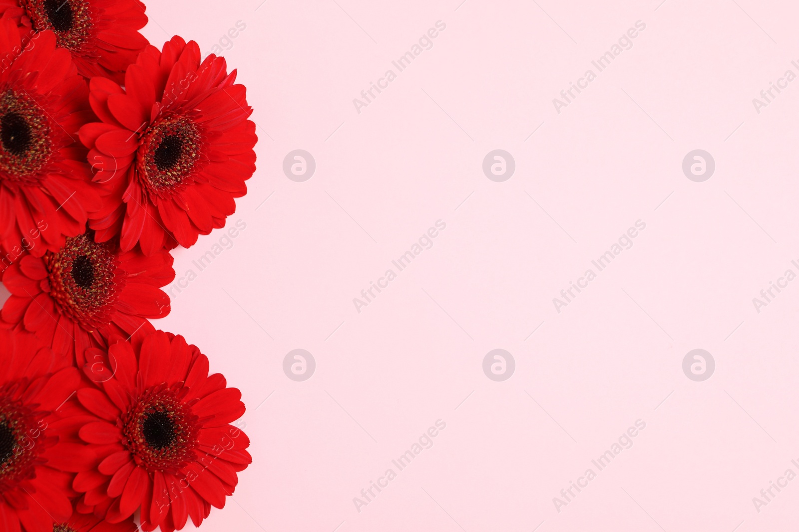 Photo of Beautiful bright red gerbera flowers on pink background, top view. Space for text