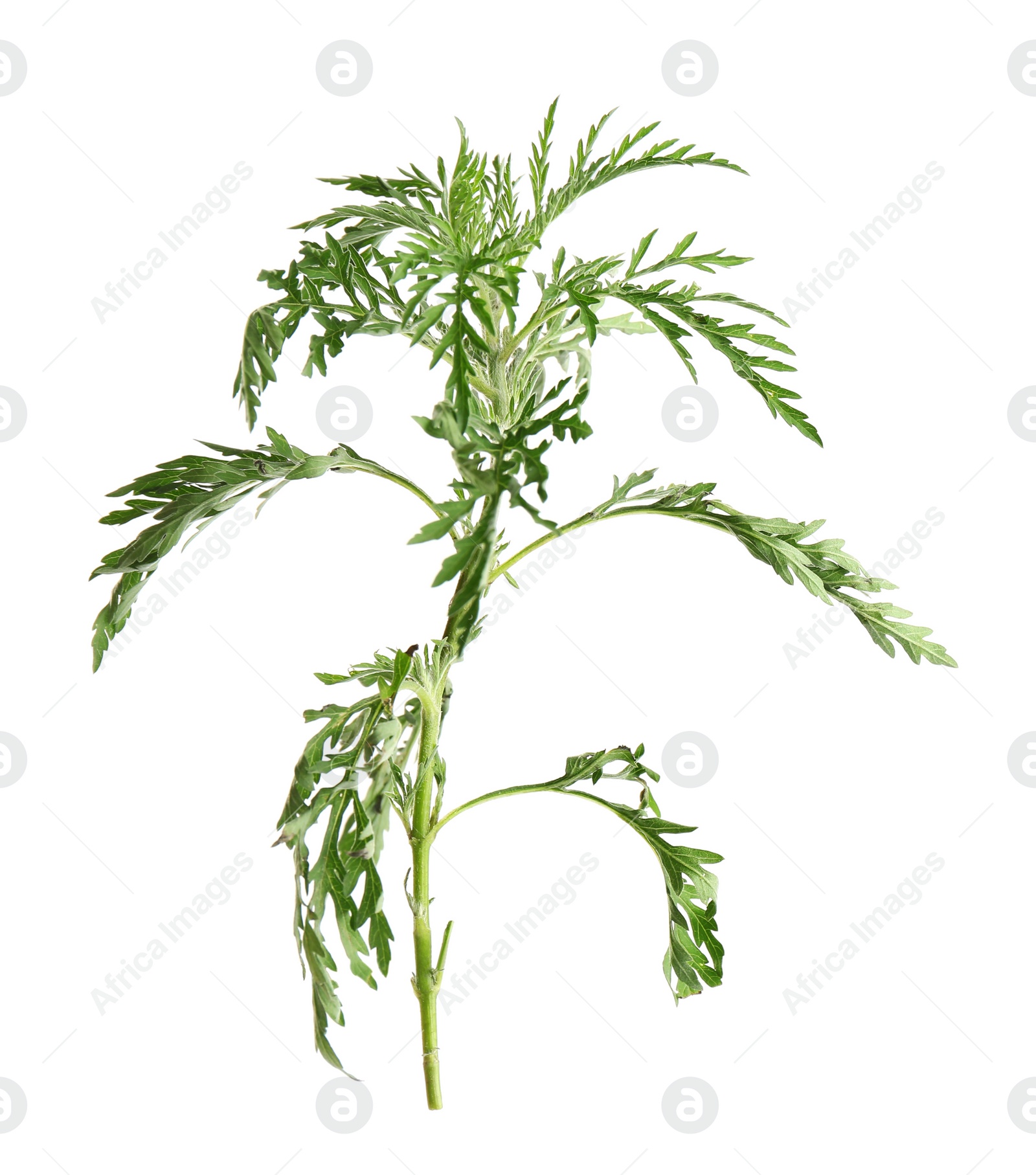 Photo of Branch of ragweed plant (Ambrosia genus) on white background. Seasonal allergy