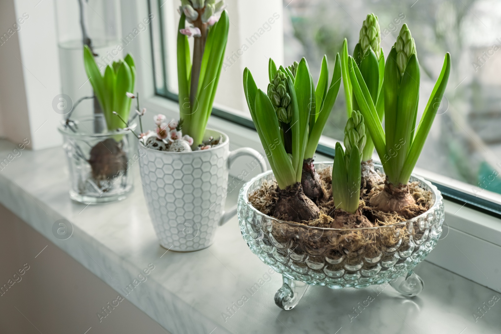 Photo of Beautiful bulbous plants on windowsill indoors. Spring time