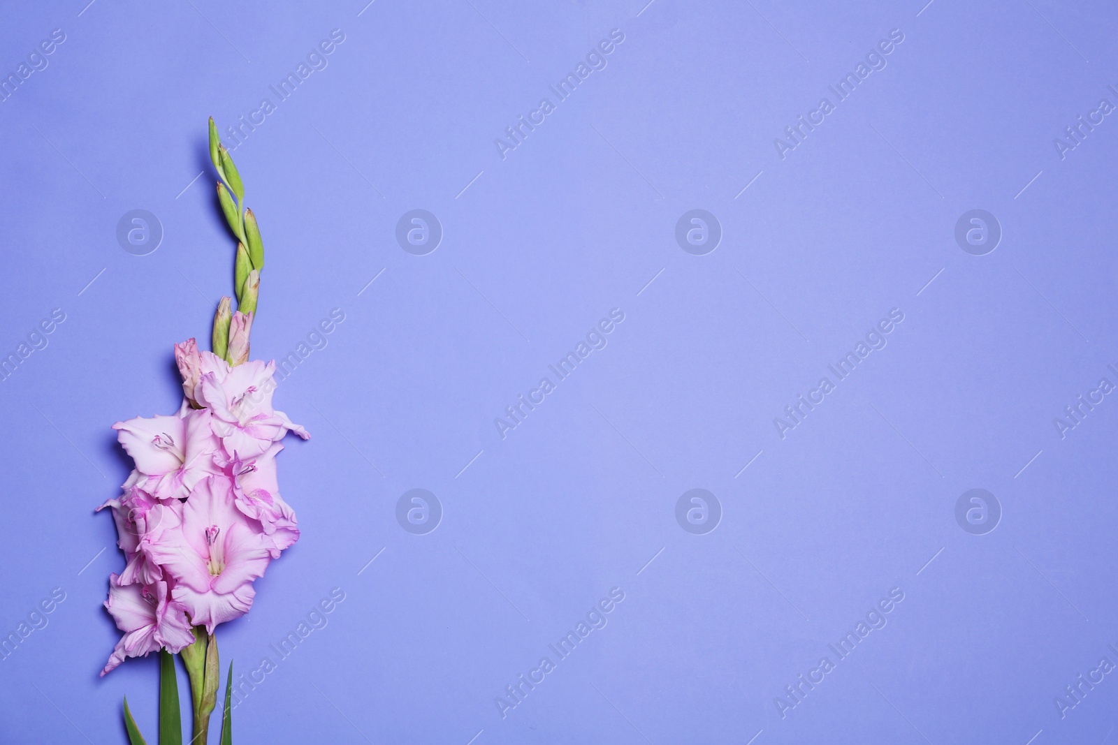 Photo of Beautiful gladiolus flowers on violet background, top view. Space for text