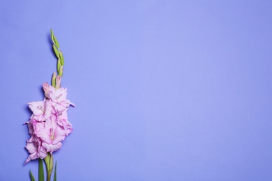 Photo of Beautiful gladiolus flowers on violet background, top view. Space for text