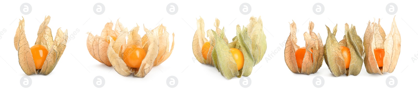 Image of Set with tasty ripe physalis fruits on white background. Banner design