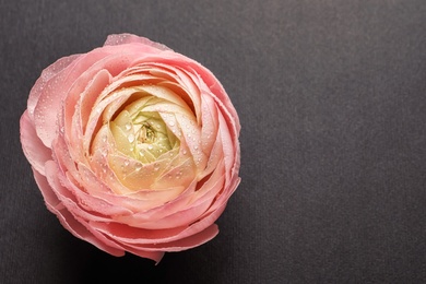 Photo of Beautiful ranunculus flower on grey background