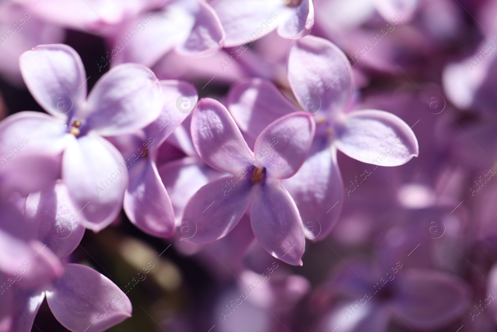 Photo of Closeup view of beautiful blooming lilac shrub outdoors