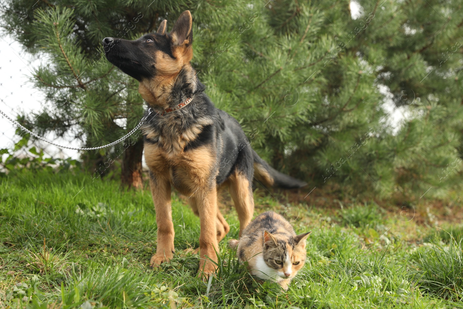 Photo of Cute German shepherd puppy and cat on green grass outdoors
