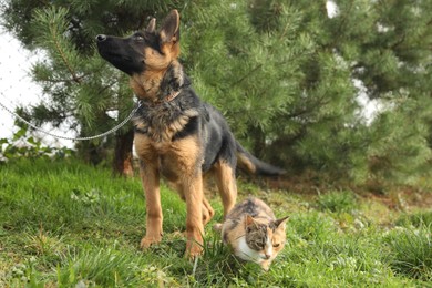 Photo of Cute German shepherd puppy and cat on green grass outdoors