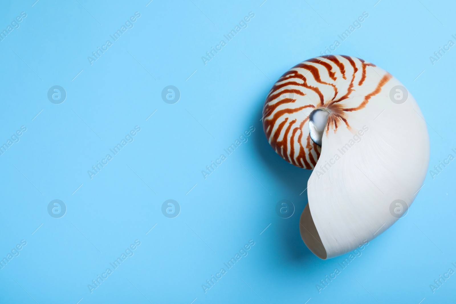 Photo of Nautilus shell on light blue background, top view. Space for text