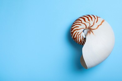 Photo of Nautilus shell on light blue background, top view. Space for text