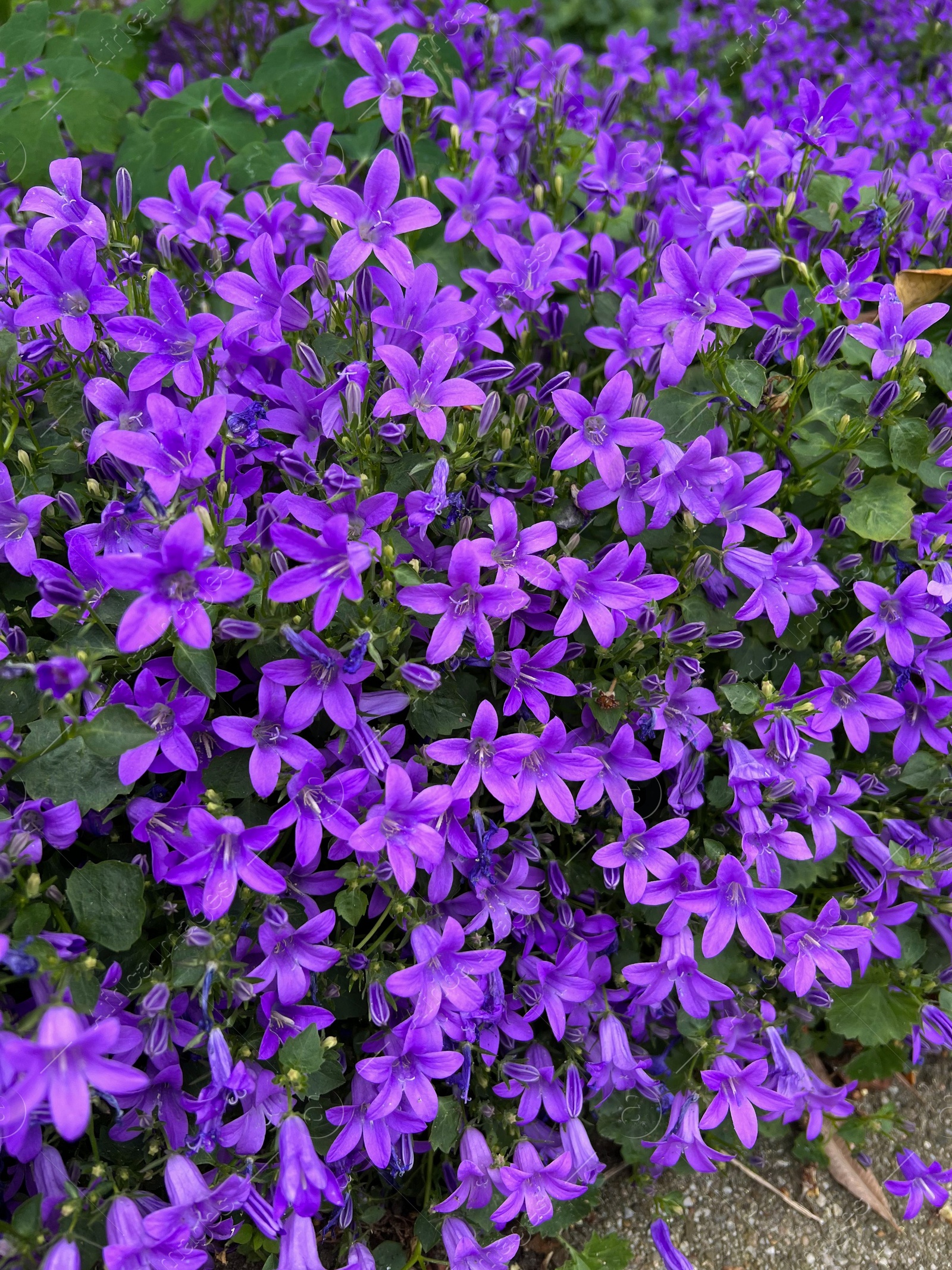 Photo of Beautiful bellflowers growing in garden, closeup view