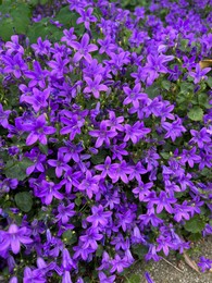 Photo of Beautiful bellflowers growing in garden, closeup view